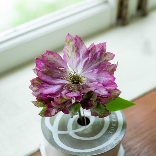 �y��̓��M�t�g�z���V���|����̍�锪�d�炫�N���}�`�X�u�ԉ��v3