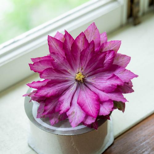 �yGW���͂��z���V���|����̍�锪�d�炫�N���}�`�X�u�ԉ��v�y��̓��M�t�g�z2