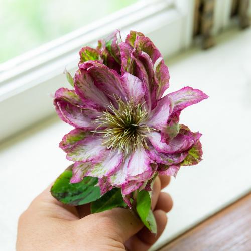 �yGW���͂��z���V���|����̍�锪�d�炫�N���}�`�X�u�ԉ��v�y��̓��M�t�g�z3