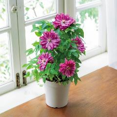 �yGW���͂��z���V���|����̍�锪�d�炫�N���}�`�X�u�ԉ��v�y��̓��M�t�g�z