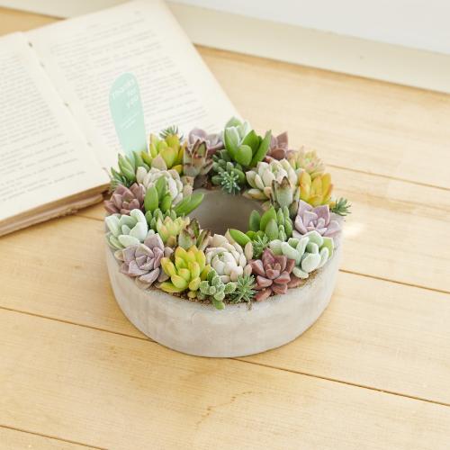 売約済み 多肉植物の可愛い寄せ植え♪ フラワー・リース 