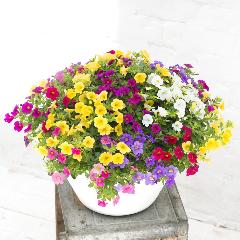 �yGW���͂���̓��M�t�g�z�H�܂Ŋy���߂�F�Ƃ�ǂ�� �J���u���R�A�񂹐A���y��̓��M�t�g�z