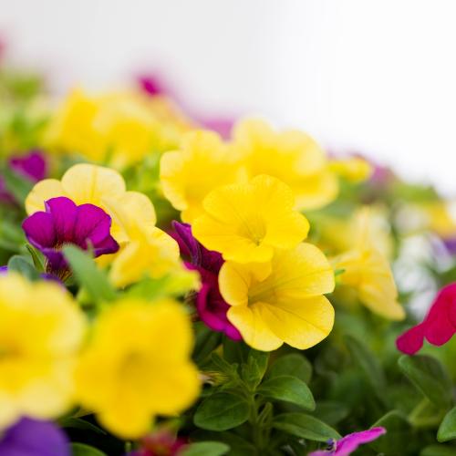 �y��̓��M�t�g�z�H�܂Ŋy���߂�F�Ƃ�ǂ�� �J���u���R�A�񂹐A���唫2