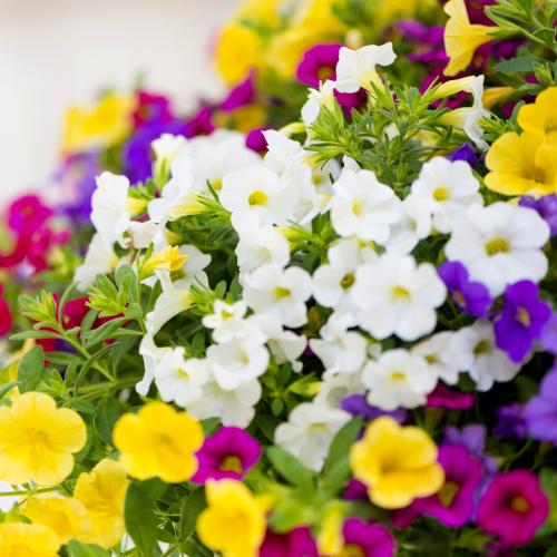 �y��̓��M�t�g�z�H�܂Ŋy���߂�F�Ƃ�ǂ�� �J���u���R�A�񂹐A���唫3