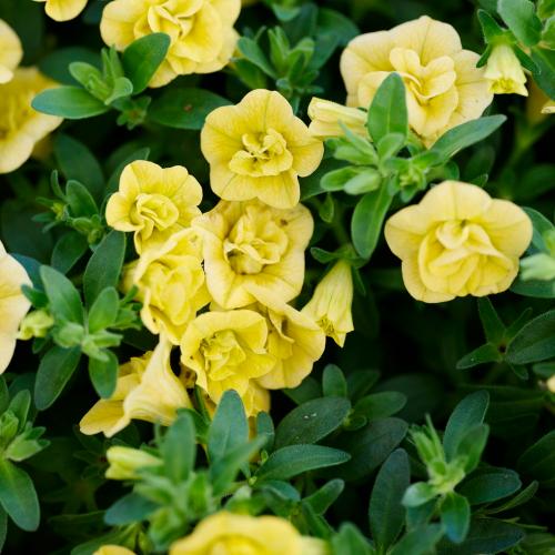 �y��̓��M�t�g�z���d�炫�J���u���R�A�u�e�B�t�H�V�[�_�u���E�C�G���[�v2