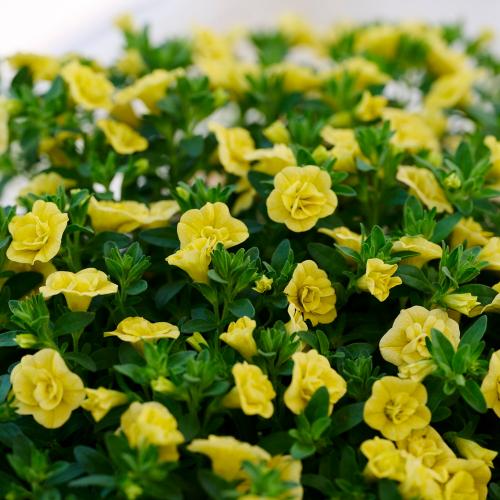 母の日ギフト】八重咲きカリブラコア「ティフォシーダブル・イエロー