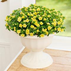 �y��̓��M�t�g�z���d�炫�J���u���R�A�u�e�B�t�H�V�[�_�u���E�C�G���[�v