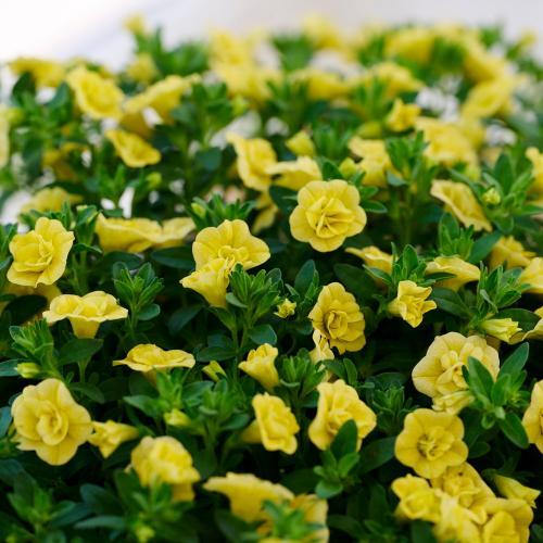 �yGW���͂��z���d�炫�J���u���R�A�u�e�B�t�H�V�[�_�u���E�C�G���[�v�y��̓��M�t�g�z3