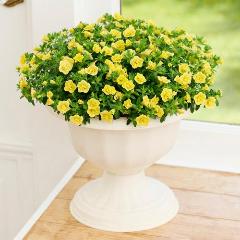 �yGW���͂��z���d�炫�J���u���R�A�u�e�B�t�H�V�[�_�u���E�C�G���[�v�y��̓��M�t�g�z