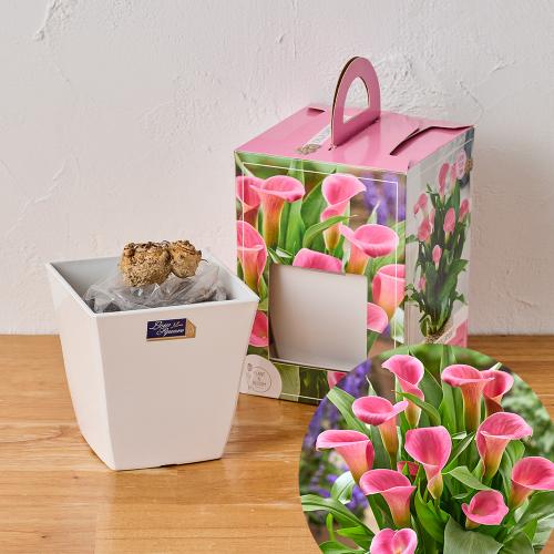 �yGW���͂��z��ĂĊy���ރJ���[�͔|�L�b�g�i�s���N�j