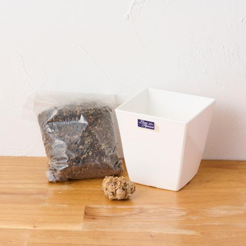 �yGW���͂��z��ĂĊy���ރJ���[�͔|�L�b�g�i�s���N�j3