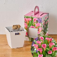 �yGW���͂��z��ĂĊy���ރJ���[�͔|�L�b�g�i�s���N�j