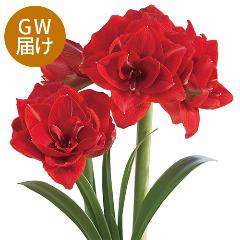 yGW͂z炩ĊyރCA}Xu`F[jtv