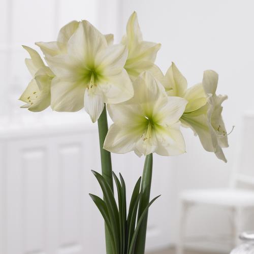 ���b�h�j�b�g�t�}�W�b�N�A�}�����X�u�������X�^�[�v����