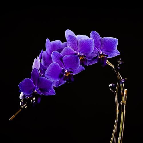 Blue Geneiu[W[j1{2