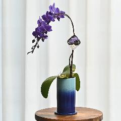 Blue Geneiu[W[j1{