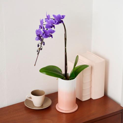 Blue Gene�i�u���[�W�[���j���픫����y��̓��M�t�g�z