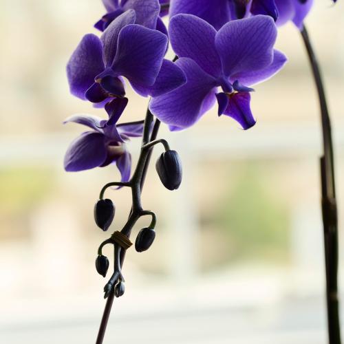 Blue Gene�i�u���[�W�[���j���픫����y��̓��M�t�g�z2