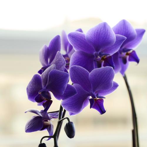 Blue Gene�i�u���[�W�[���j���픫����y��̓��M�t�g�z3