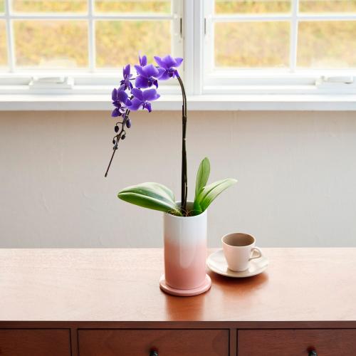 Blue Gene�i�u���[�W�[���j���픫����y��̓��M�t�g�z5