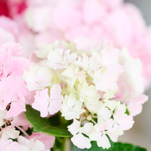 �yGW���͂���̓��M�t�g�z���c���|��2�F�y���ރA�W�T�C�u���b�h���s���N�v4