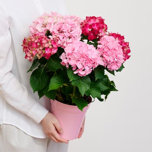 �yGW���͂���̓��M�t�g�z���c���|��2�F�y���ރA�W�T�C�u���b�h���s���N�v6