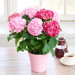 �yGW���͂���̓��M�t�g�z���c���|��2�F�y���ރA�W�T�C�u���b�h���s���N�v