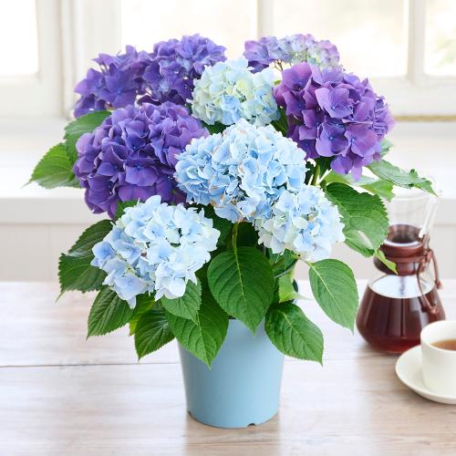 �yGW���͂���̓��M�t�g�z���c���|�̃A�W�T�C�u�u���[���p�[�v���v2�F�A��