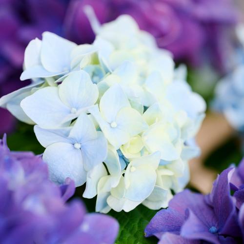 �yGW���͂���̓��M�t�g�z���c���|�̃A�W�T�C�u�u���[���p�[�v���v2�F�A��2