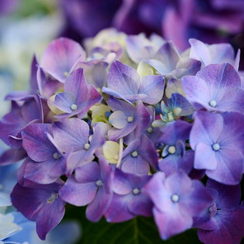 �yGW���͂���̓��M�t�g�z���c���|�̃A�W�T�C�u�u���[���p�[�v���v2�F�A��3