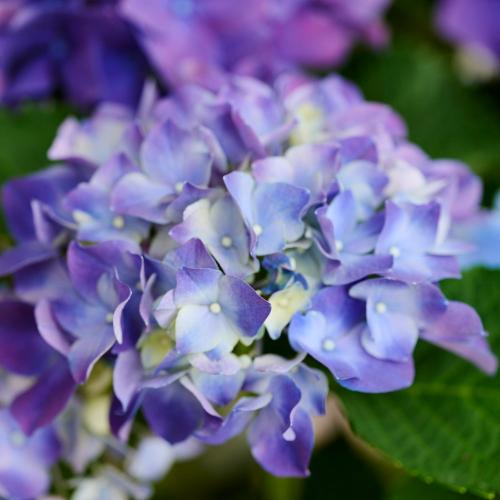 �yGW���͂���̓��M�t�g�z���c���|�̃A�W�T�C�u�u���[���p�[�v���v2�F�A��5