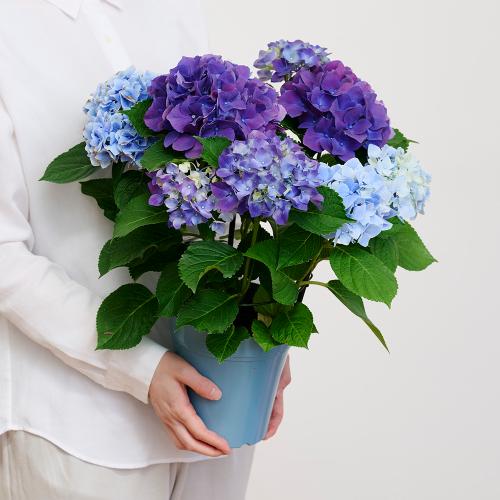 �yGW���͂���̓��M�t�g�z���c���|�̃A�W�T�C�u�u���[���p�[�v���v2�F�A��7