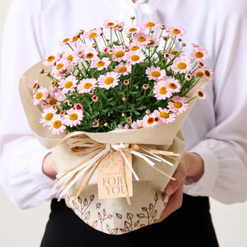 �y��̓��M�t�g�z�}�[�K���b�g�u�������݂邭�v