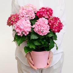 �y�x��Ă��߂�ˁI��̓��M�t�g�z���c���|��2�F�y���ރA�W�T�C�u���b�h���s���N�v