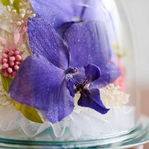 �y��̓��M�t�g�z�F�Ӓ����u���[�W�[���h���C�t�����[�A�����W�u�~���[�t���[���v2