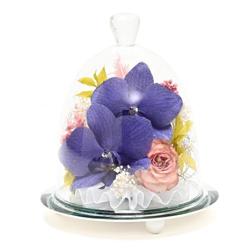 �y��̓��M�t�g�z�F�Ӓ����u���[�W�[���h���C�t�����[�A�����W�u�~���[�t���[���v7