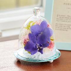 �y��̓��M�t�g�z�F�Ӓ����u���[�W�[���h���C�t�����[�A�����W�u�~���[�t���[���v