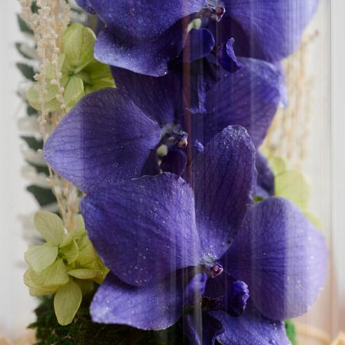 �y��̓��M�t�g�z�F�Ӓ����u���[�W�[���h���C�t�����[�A�����W�u�h�[���t���[���v2