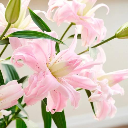 �y��̓��M�t�g�z���d�烊���[�̉ԑ�2