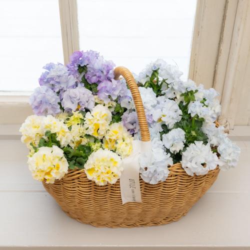 �K���e���Ó�u�V���K�[�{���{���i�u���[���C�G���[�n�j�v�n���h���o�X�P�b�g����