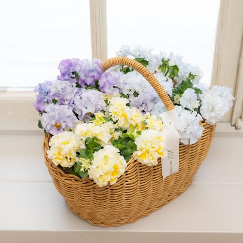 �K���e���Ó�u�V���K�[�{���{���i�u���[���C�G���[�n�j�v�n���h���o�X�P�b�g����2