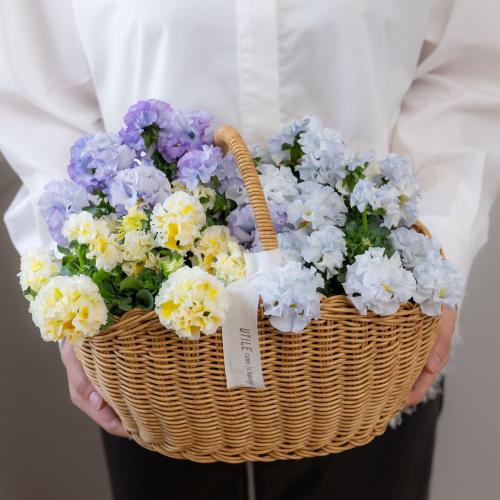 �K���e���Ó�u�V���K�[�{���{���i�u���[���C�G���[�n�j�v�n���h���o�X�P�b�g����3