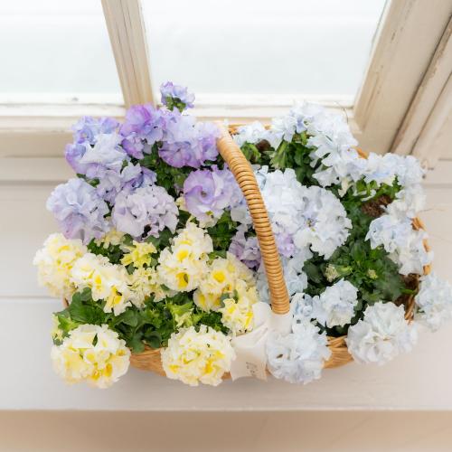�K���e���Ó�u�V���K�[�{���{���i�u���[���C�G���[�n�j�v�n���h���o�X�P�b�g����4
