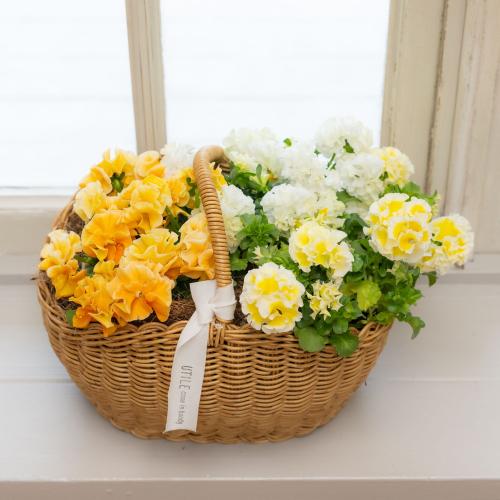 �K���e���Ó�u�V���K�[�{���{���i�z���C�g���C�G���[�n�j�v�n���h���o�X�P�b�g����