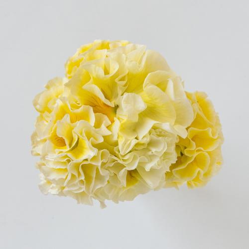 �K���e���Ó�u�V���K�[�{���{���i�z���C�g���C�G���[�n�j�v�n���h���o�X�P�b�g����3