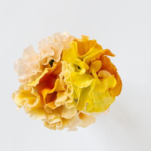 �K���e���Ó�u�V���K�[�{���{���i�z���C�g���C�G���[�n�j�v�n���h���o�X�P�b�g����4