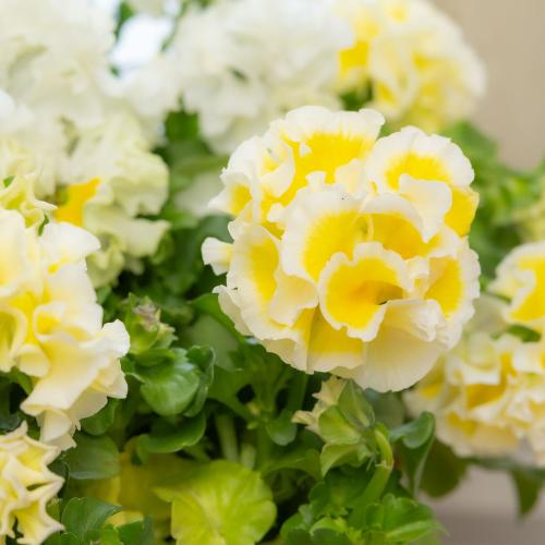 �K���e���Ó�u�V���K�[�{���{���i�z���C�g���C�G���[�n�j�v�n���h���o�X�P�b�g����5