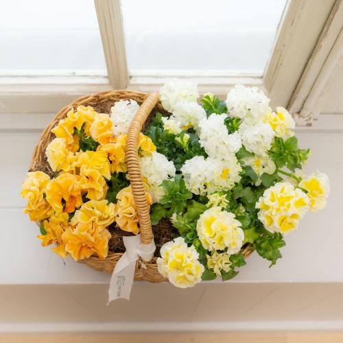 �K���e���Ó�u�V���K�[�{���{���i�z���C�g���C�G���[�n�j�v�n���h���o�X�P�b�g����7