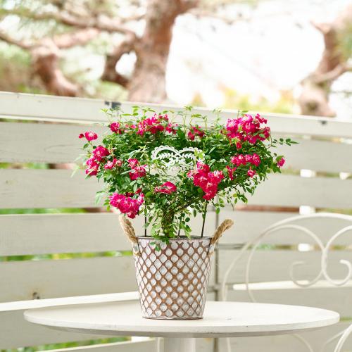 �yGW���͂��z��o���̃u���L���A���u �n�[�g�����O�v�y��̓��M�t�g�z4