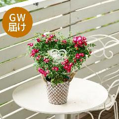 �yGW���͂��z��o���̃u���L���A���u �n�[�g�����O�v�y��̓��M�t�g�z